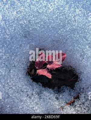 Une jeune plante aux feuilles rouges semble émerger d'une dérive de neige. Banque D'Images