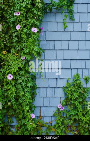 Directement sur la vue de petites fleurs violettes sur une vigne verte croissant organiquement sur un mur avec des bardeaux bleus. Banque D'Images