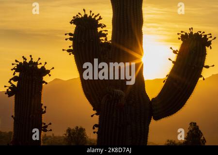 Le lever du soleil baigne les cactus de Saguaro en lumière dorée tandis que le soleil se lève sur les montagnes de Santa Catalina, dans le sud de l'Arizona, près de Tucson. Banque D'Images