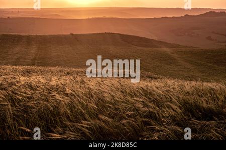 Collines ondoyantes, wheatfield, sud du Portugal au coucher du soleil Banque D'Images