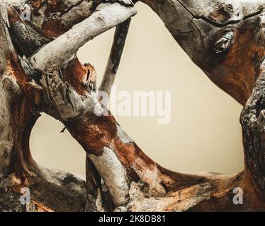 tronc de mangrove sec de driftwood, gros plan Banque D'Images
