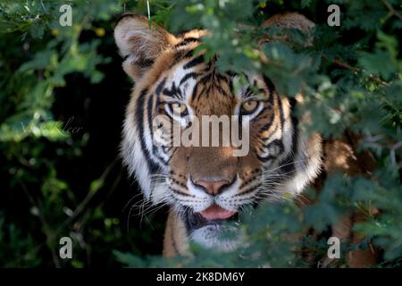 Tiger on Safari, photographié en Inde Banque D'Images