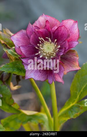 Fleur de printemps tôt comme hellebore fleurs Queens Double Rose. Variation des hellébores à double fleur, idéale pour les jardins d'hiver. Helléb violet rouge Banque D'Images