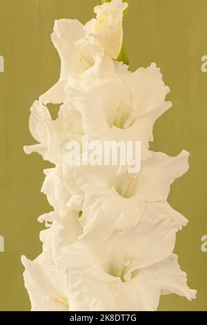 Gladiolus 'White Prosperity', Sword Lily Banque D'Images