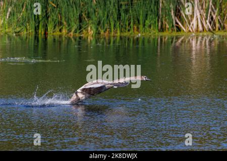 Jeunes cygnes atterrissant sur l'eau Banque D'Images