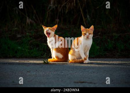 Petits sans-abri grecs White Red Kittens Yawn et Basking au soleil sur la pelouse. Moraitika, Corfou. Banque D'Images