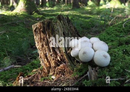 Champignons, macareux en forme de poire (Apioperdon pyriforme) poussant sur des souches anciennes, Allgaeu, Bavière, Allemagne Banque D'Images