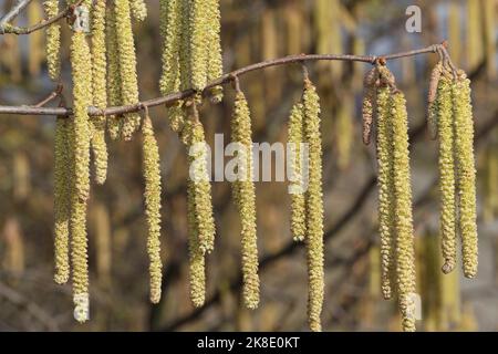 Noisette turque (Corylus colurna) mature, Floraison, chatons mâles, Allgaeu, Bavière, Allemagne Banque D'Images