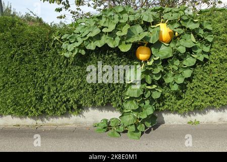 Citrouilles (Cucurbita) en croissance sur une haie de Thuja, Allgaeu, Bavière, Allemagne Banque D'Images