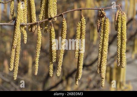 Noisette turque (Corylus colurna) mature, Floraison, chatons mâles, Allgaeu, Bavière, Allemagne Banque D'Images