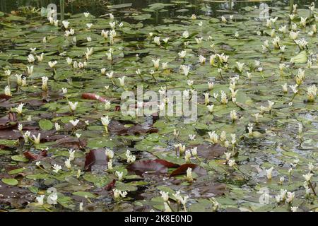 Cape-pondweed (Aponogeton distachyos) dans le bassin de jardin, Allgaeu, Bavière, Allemagne Banque D'Images