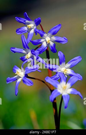 Squill alpin (Scilla bifolia), jacinthe étoilé, Berlin, Allemagne Banque D'Images