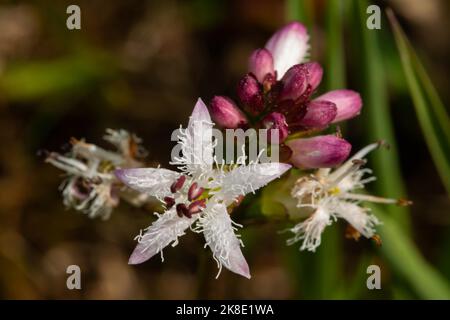 Inflorescence du trèfle de la fièvre avec des fleurs blanches-rouges fermées et ouvertes Banque D'Images