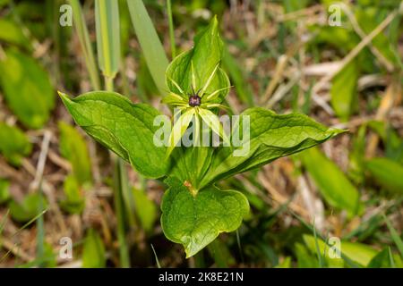 Inflorescence de la dewberry à quatre feuilles avec des feuilles vertes et un ovaire noir Banque D'Images