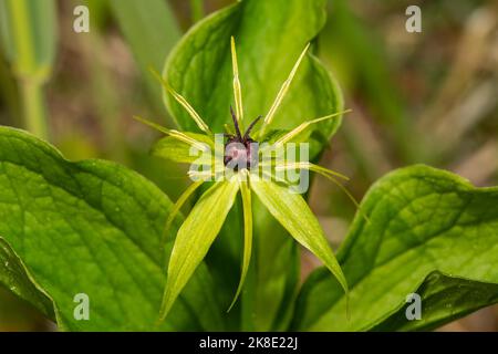 Inflorescence de la dewberry à quatre feuilles avec des feuilles vertes et un ovaire noir Banque D'Images