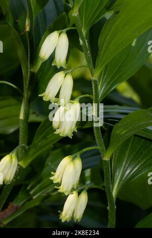 L'inflorescence du phoque de Salomon avec plusieurs fleurs blanches devant les feuilles vertes Banque D'Images