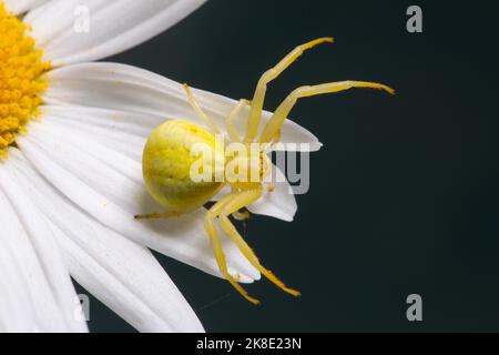 Araignée de crabe variable araignée jaune avec les jambes étalées sur la fleur blanche vue à droite Banque D'Images