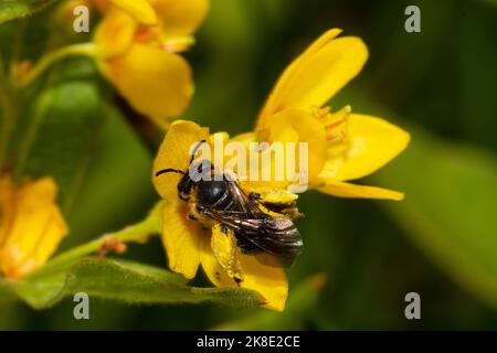 Abeille alluviale thigh assise sur une fleur jaune de derrière Banque D'Images