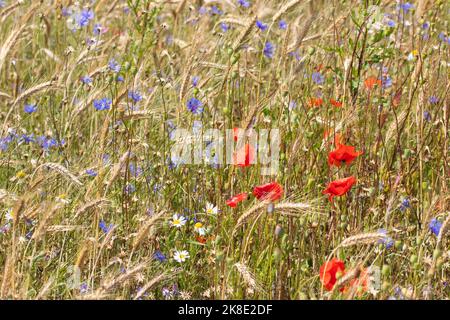 Champ d'herbes sauvages bleues et rouges entre les tiges de céréales Banque D'Images