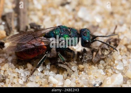 Guêpe dorée commune assise sur un sol sablonneux vu sur le côté droit Banque D'Images