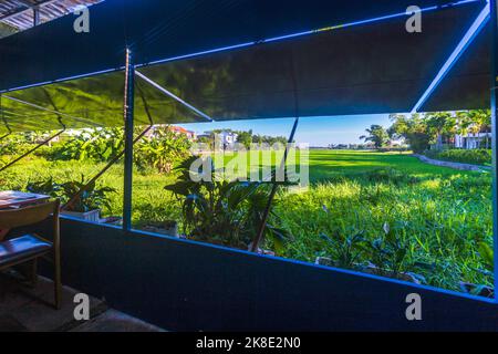 Une belle journée avec vue sur les rizières de Hoi an, Vietnam depuis SUA Cafe. Banque D'Images