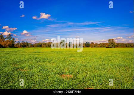Un champ de grain de jachère recouvert d'herbe en automne, avec un ciel bleu, des nuages de printemps et une forêt en arrière-plan, Hagenburg, Basse-Saxe, Allemagne Banque D'Images