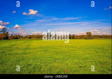 Un champ de grain de jachère recouvert d'herbe en automne, avec un ciel bleu, des nuages de printemps et une forêt en arrière-plan, Hagenburg, Basse-Saxe, Allemagne Banque D'Images
