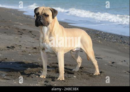 Chien de race Bullmastiff debout sur le sable de la plage Banque D'Images