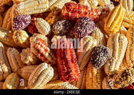 Épis de maïs colorés disposés à sec, Andes, près de Cusco, Pérou, Amérique du Sud Banque D'Images