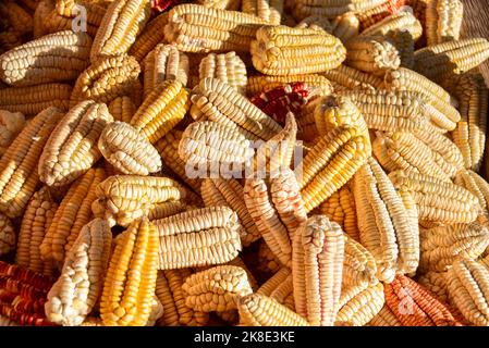 Épis de maïs colorés disposés à sec, Andes, près de Cusco, Pérou, Amérique du Sud Banque D'Images