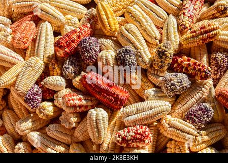 Épis de maïs colorés disposés à sec, Andes, près de Cusco, Pérou, Amérique du Sud Banque D'Images