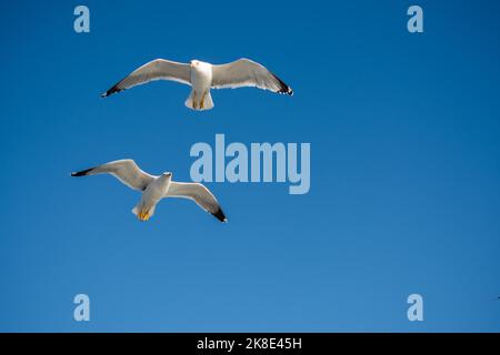 Paire de vol de mouettes dans un fond de ciel bleu Banque D'Images