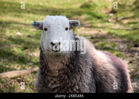 Des moutons de Herdwick sur les coquillages de Cumbrian, dans le district de English Lake Banque D'Images