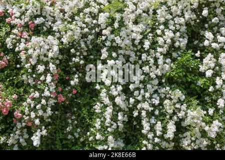 Rose arbustive (Rosa), rose multiflorale, rose grappe, fleurs blanches, plantes, Petit parc, roseraie à Ulm, Bade-Wurtemberg, Allemagne Banque D'Images