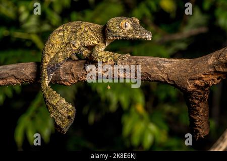 Gecko à queue plate de Henkel (Uroplatus cf. Henkeli), Daraina, Madagascar Banque D'Images