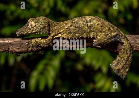 Gecko à queue plate de Henkel (Uroplatus cf. Henkeli), Daraina, Madagascar Banque D'Images