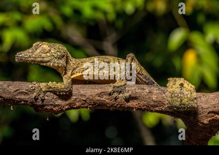 Gecko à queue plate de Henkel (Uroplatus cf. Henkeli), Daraina, Madagascar Banque D'Images