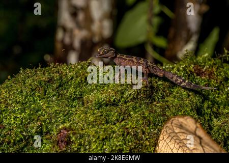 Graceful madagascar Ground gecko (Paroedura gracilis), Marojejy, Madagascar Banque D'Images