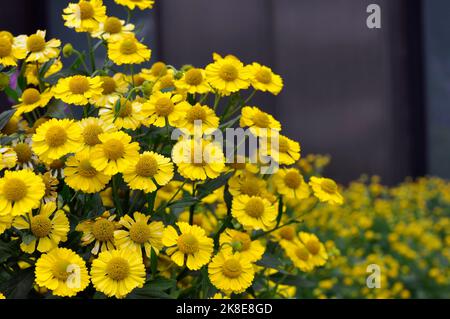 Fleurs de chrysanthème jaune vif dans le jardin en automne. chrysanthèmes hardy Banque D'Images