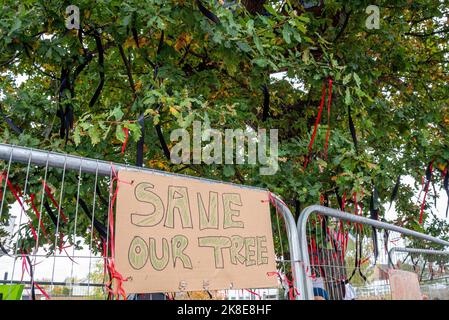 Ashingdon Road, Rochford, Southend on Sea, Essex, Royaume-Uni. 23rd octobre 2022. Les manifestants cherchent à empêcher la coupe d'un chêne vieux de 150 ans pour permettre l'accès à un immeuble de 662 logements par Bloor Homes. Après une longue période de campagne, la permission a finalement été accordée pour le travail de commencer à enlever le chêne de Holt Farm prévu pour le 24th octobre. Un manifestant a construit une plate-forme pour occuper l'arbre avec d'autres militants qui se sont installés sur le terrain avant que les barrières de sécurité ne soient érigées. Ils ont également affirmé que l'arbre est la maison des chauves-souris Banque D'Images