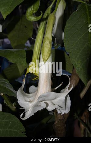 Gros plan de la fleur d'une fleur d'arborea brugmansia blanche, également appelée trompette d'ange Banque D'Images