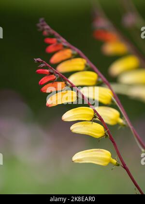 Ipomoea lobata, la vigne incendiée, la vigne pérecracheuse ou le drapeau espagnol Banque D'Images