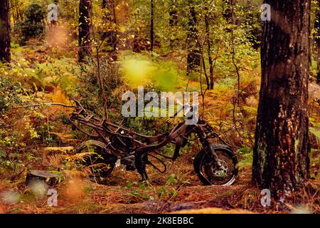 Moto abandonnée dans une forêt Banque D'Images