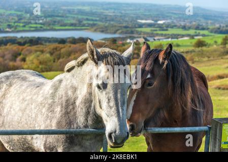 Une paire de chevaux amicaux près d'une porte de ferme avec le réservoir inférieur de Rivington en arrière-plan. Banque D'Images