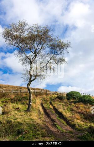 Un arbre seul survit aux rigueurs de la vie sur Winter Hill, sur les landes de West Pennine près de Horwich. Banque D'Images