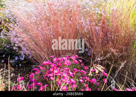 Jardin, automne, herbe, Schizachyrium scoparium, toupi d'herbe, Ornemental, plantes, touffes de graminées, Mums Banque D'Images