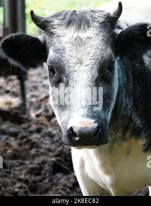 Portrait d'une jeune vache grise blanche avec cornes. La race pourrait être bleu belge Banque D'Images