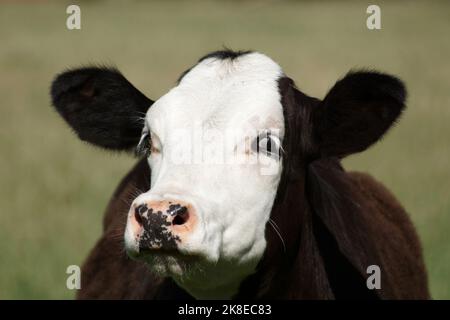 Portrait d'une jeune vache noire à tête blanche. Il regarde la caméra depuis le coin de son œil. C'est probablement une race hollandaise appelée blaarko Banque D'Images