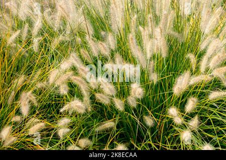 Cenchrus alopecuroides 'Gelbstiel', automne, Clump, jardin, herbe, Octobre, vivace, plantes, saison Pennisetum Banque D'Images