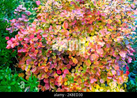 Automne, Fothergilla, arbuste, Fothergilla Major, automne, Feuillage, grande Fothergilla, feuilles, Bush, plante Banque D'Images